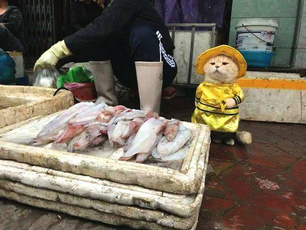 数码宝贝绝境求生自由迦楼达兽怎么入队
